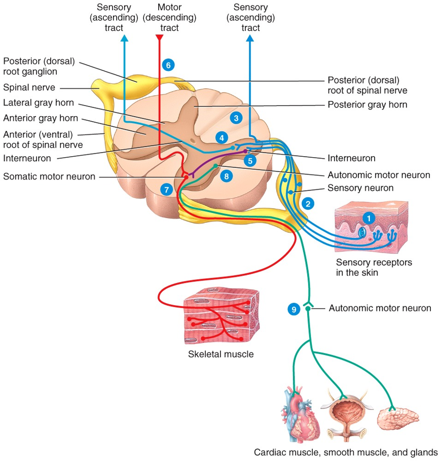 Sensory and Motor Processing