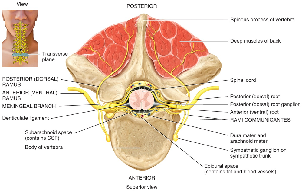 Branches of a Spinal Nerve