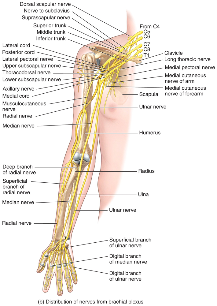 Brachial Plexus