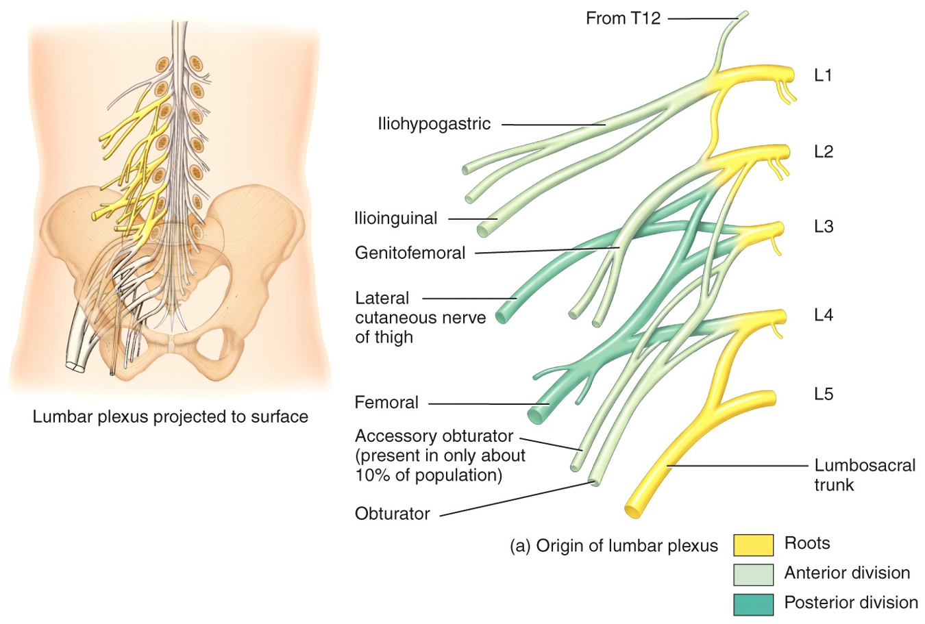 Lumbar Plexus