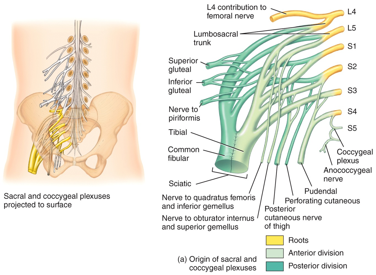 Sacral Plexus