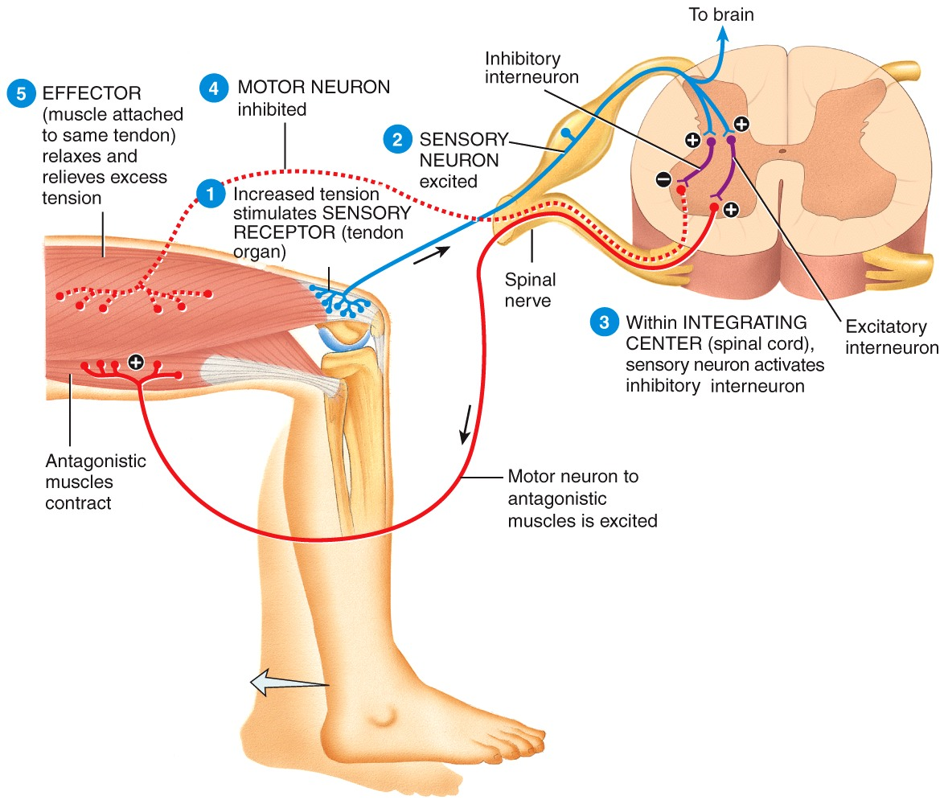 Tendon Reflex