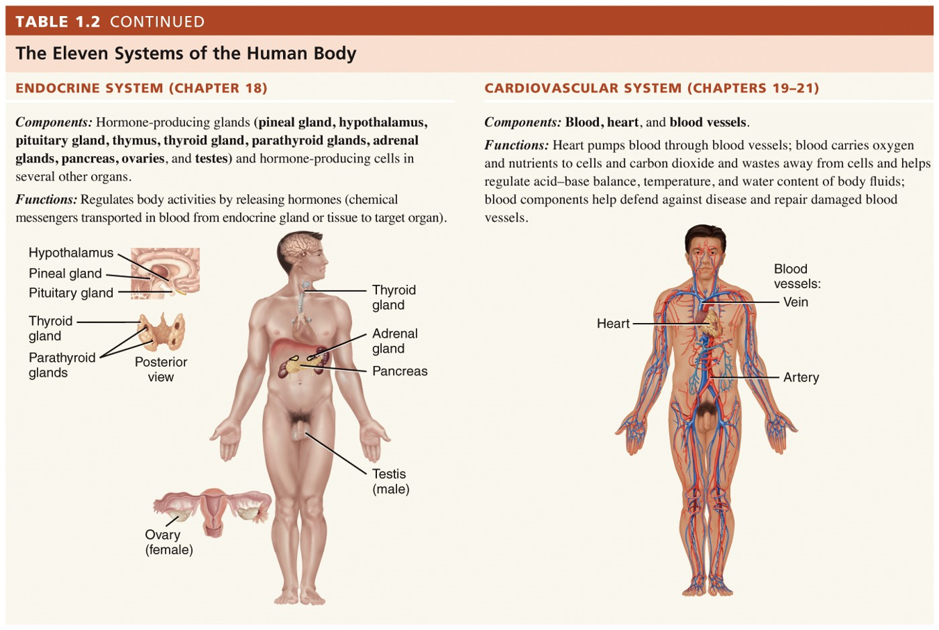 Systems of the Human Body