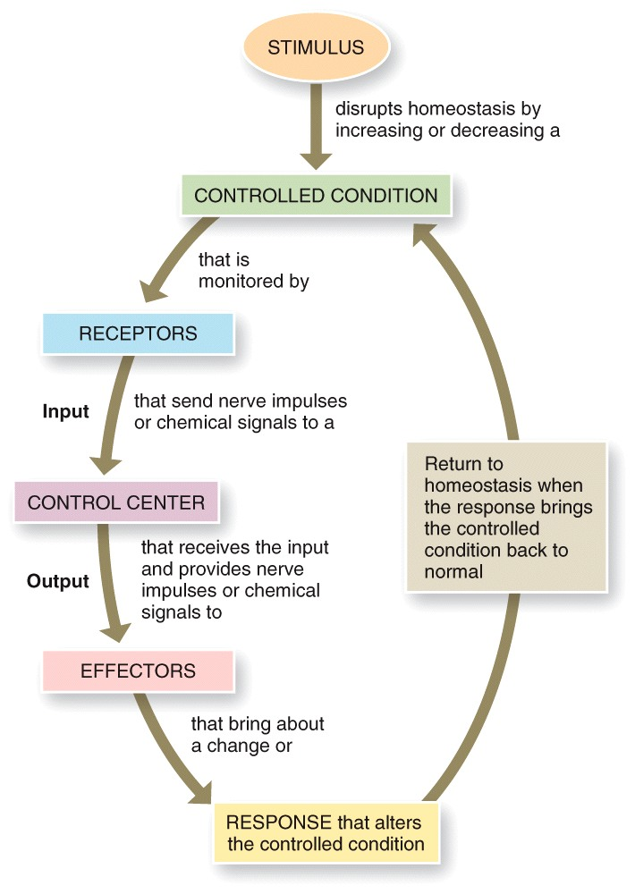 Control of Homeostasis