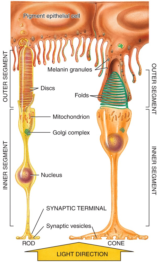 Rods and cones, the photoreceptors in the retina