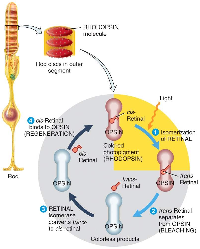 Absorption of light & photopigments