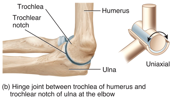 Types of Movement at Synovial Joints