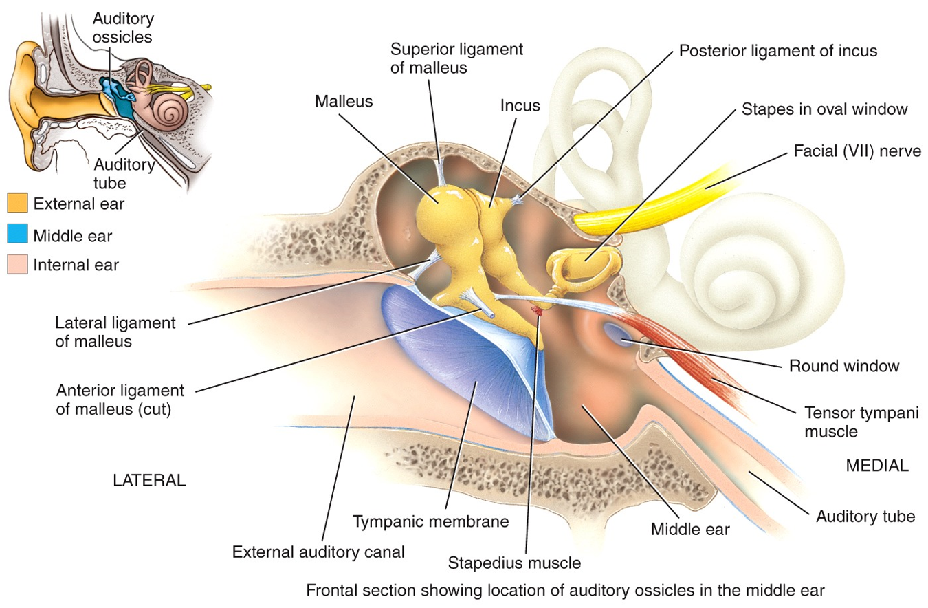 Frontal section showing location of auditory ossicles in the middle ear