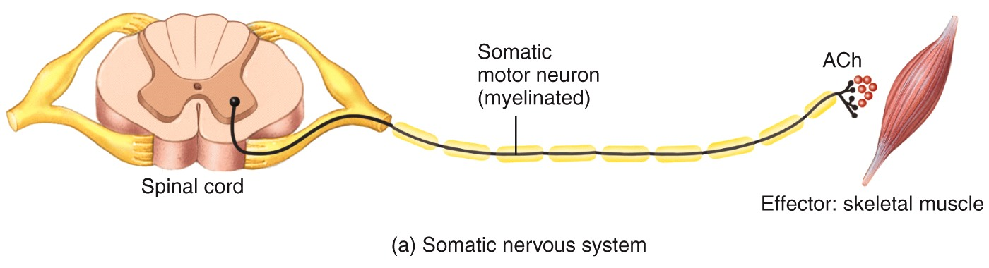 Somatic Nervous Systems