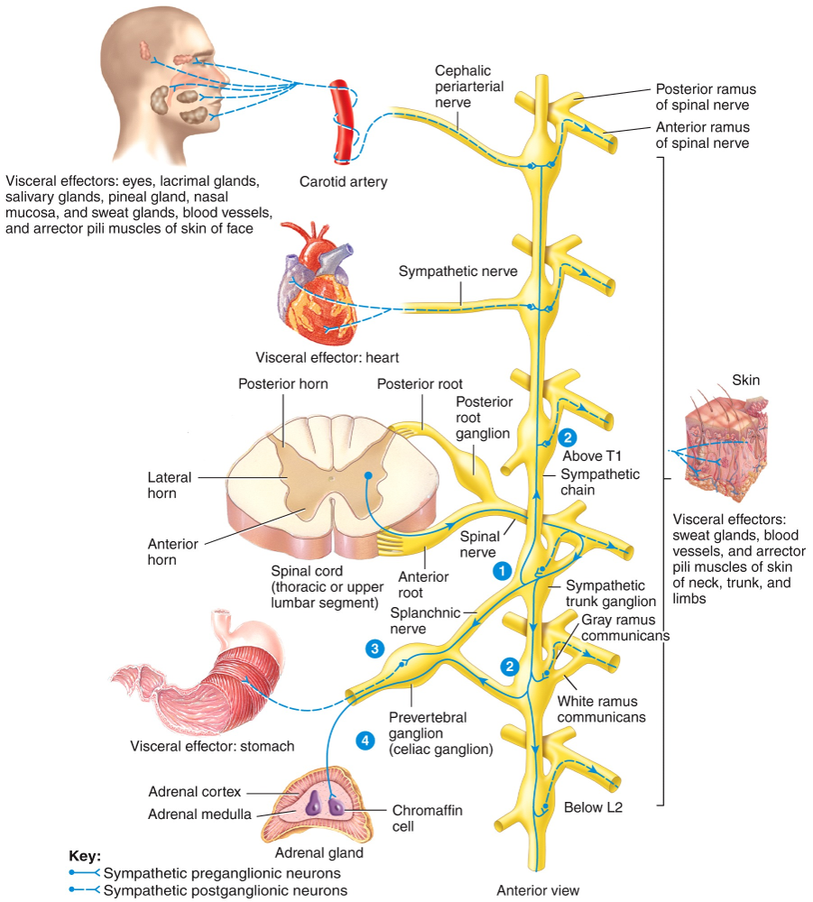 Axons of sympathetic preganglionic neurons enter sympathetic trunk ganglia