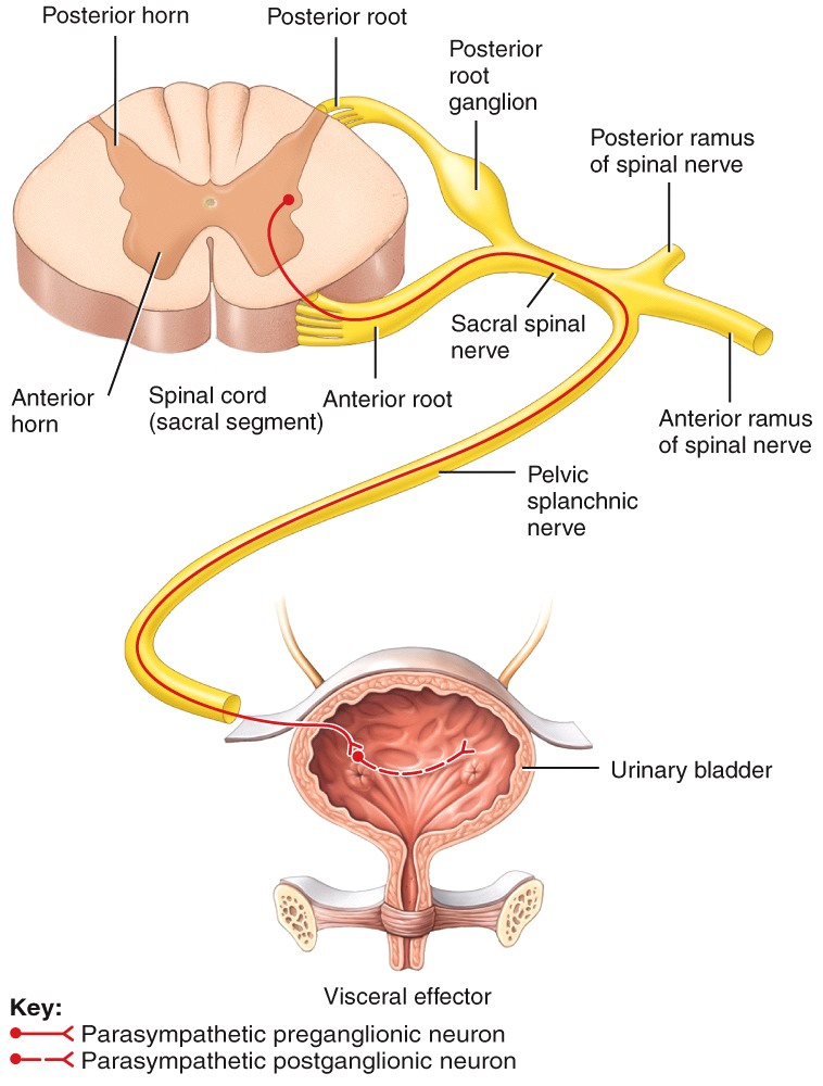 Parasympathetic preganglionic neurons 