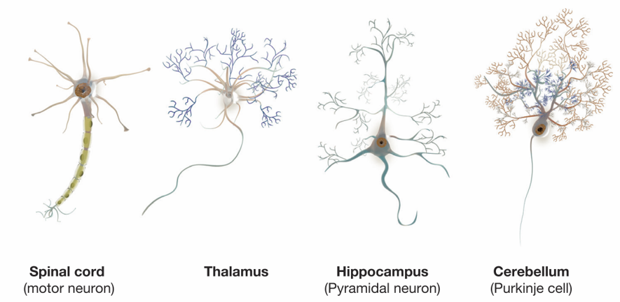 Different Kinds of Neurons