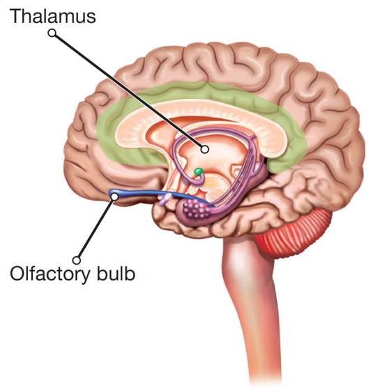 The Thalamus