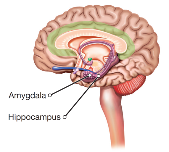 The Amygdala and Hippocampus