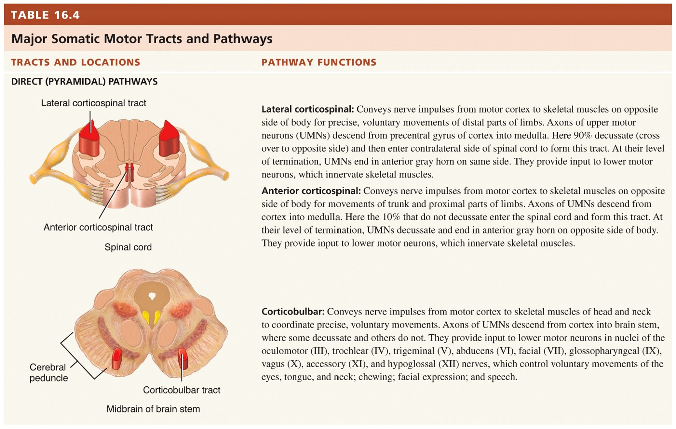 Major Somatic Motor Tracts and Pathways