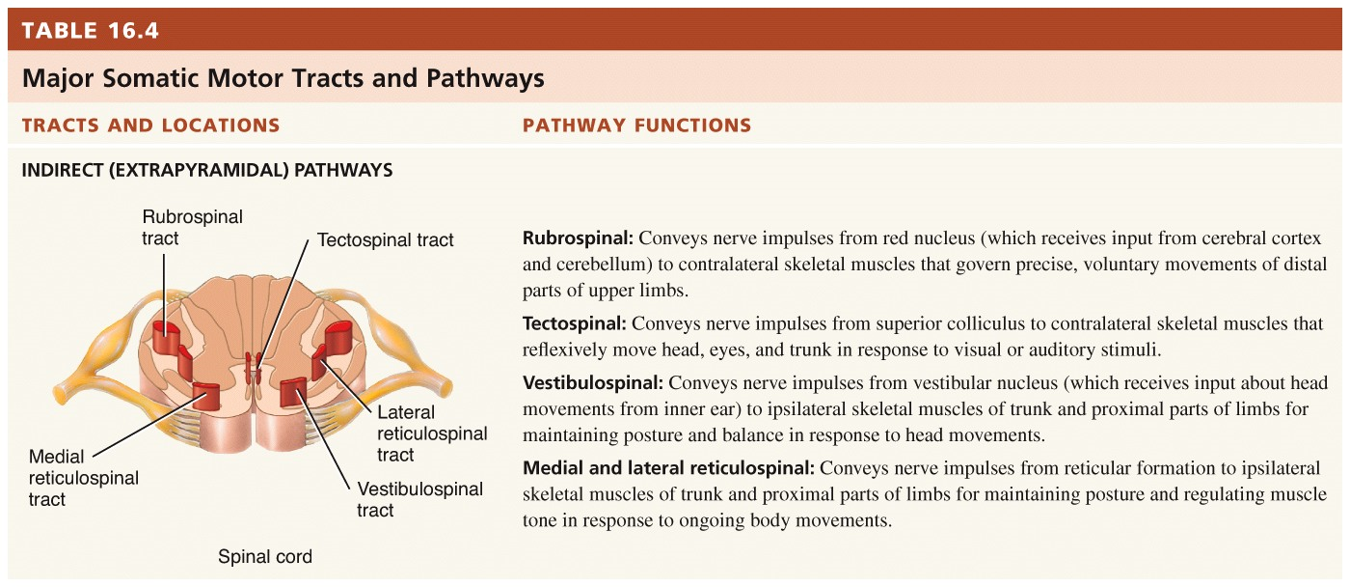 Major Somatic Motor Tracts and Pathways