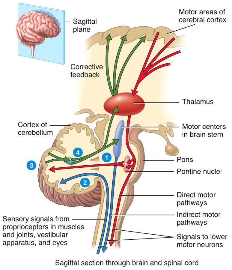 Sagittal section through brain and spinal cord 