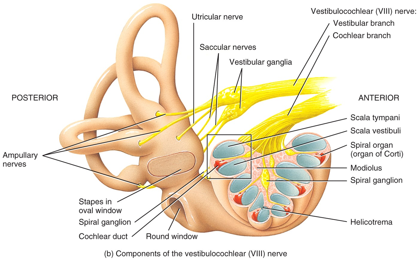 Components of the vestibulocochlear (VIII) nerve 