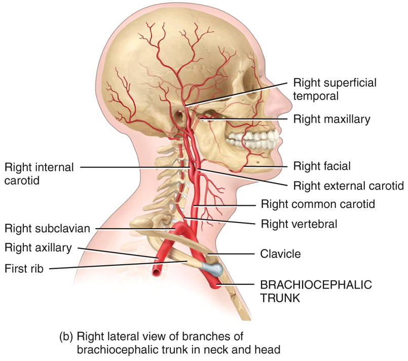 Right lateral view of branches of brachiocephalic trunk in neck and head