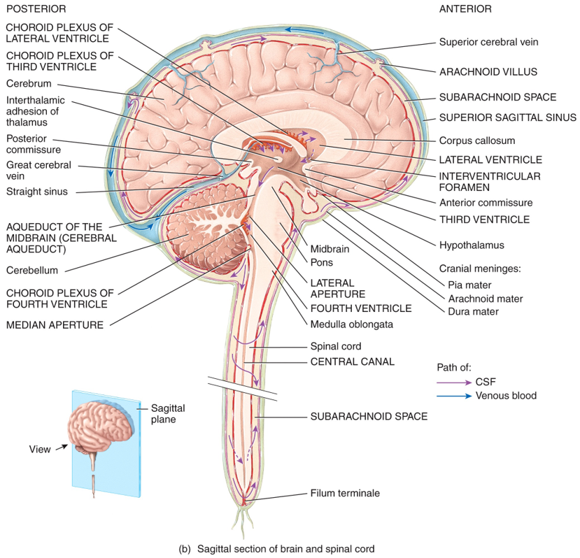 CSF Flow - Sagittal section of brain and spinal cord