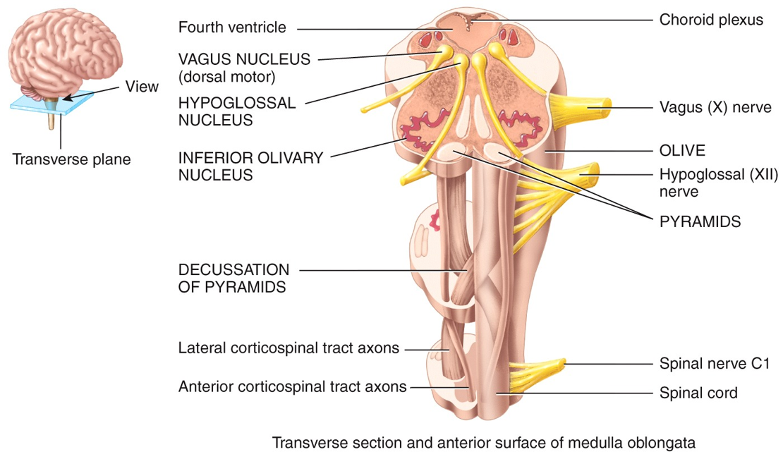 Transverse section and anterior surface of medulla oblongata 