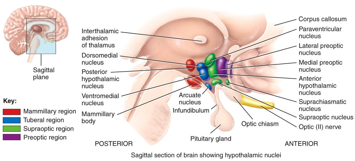 Sagittal section of brain showing hypothalamic nuclei