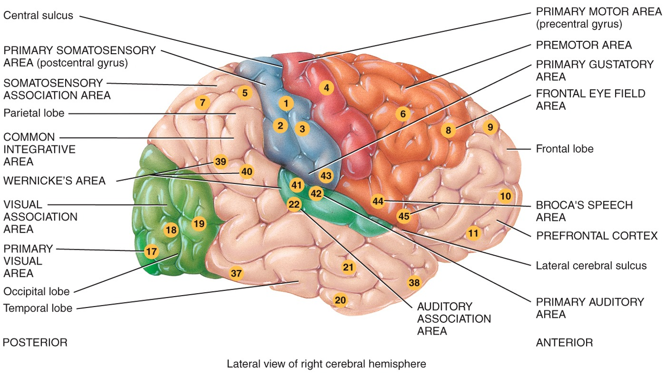 Lateral view of right cerebral hemisphere