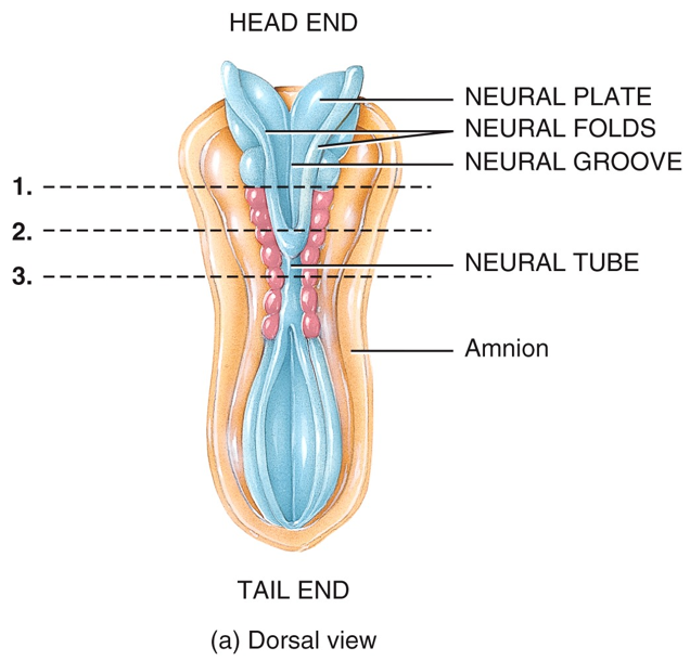 Development of the Nervous System: Dorsal View