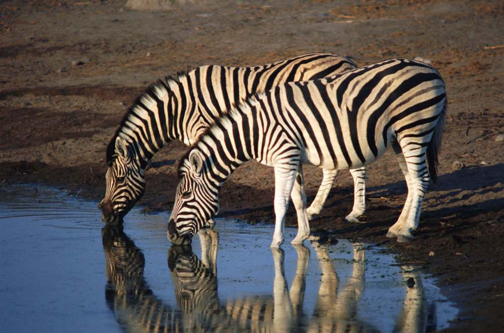 Two Zebras Drinking Water