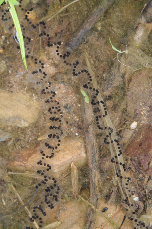 Strings of frog eggs