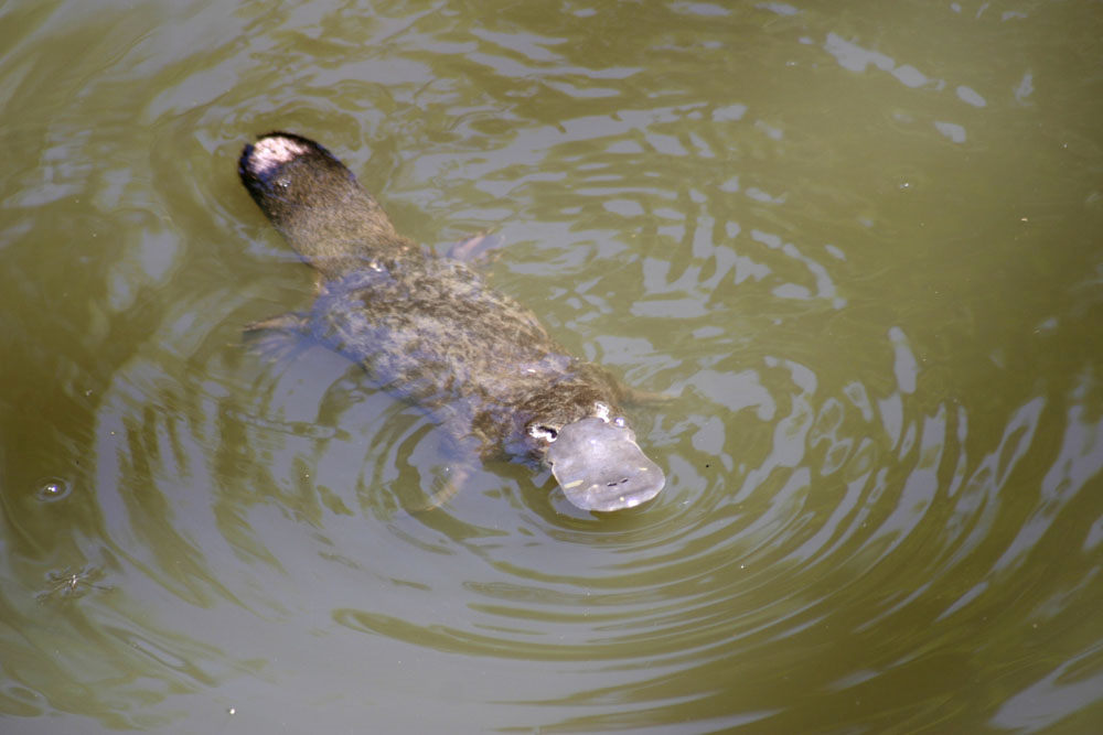 Wild Australian Duckbilled Platypus