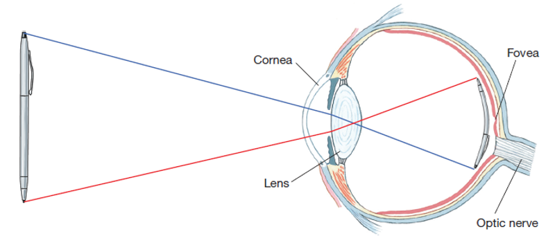 The Retinal Image