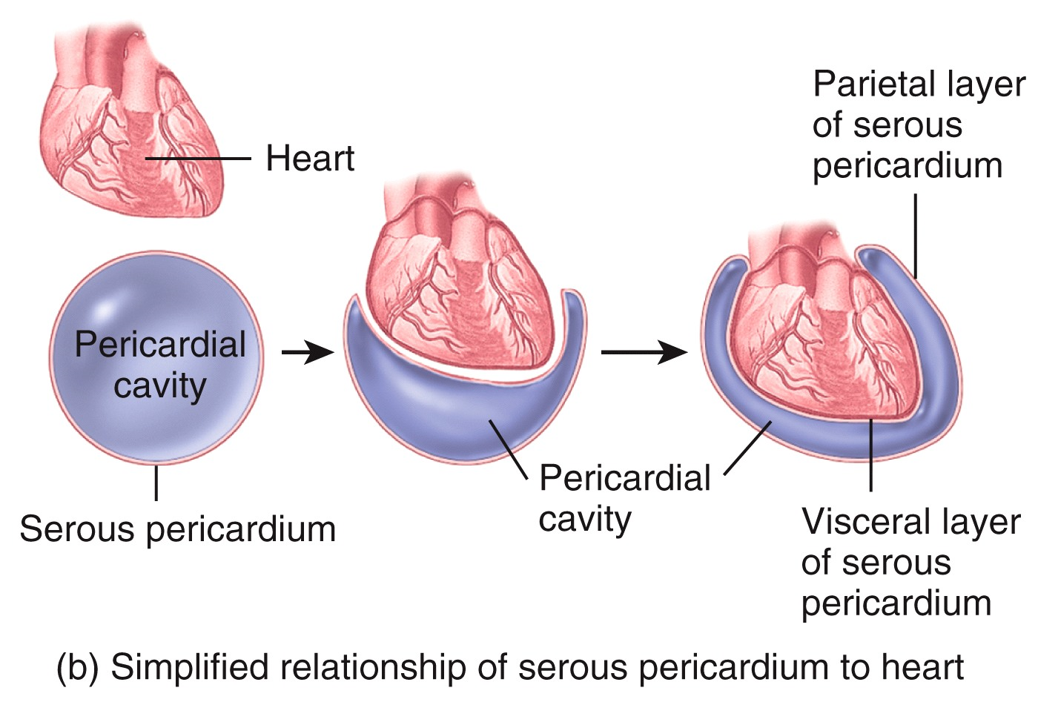 Pericardium