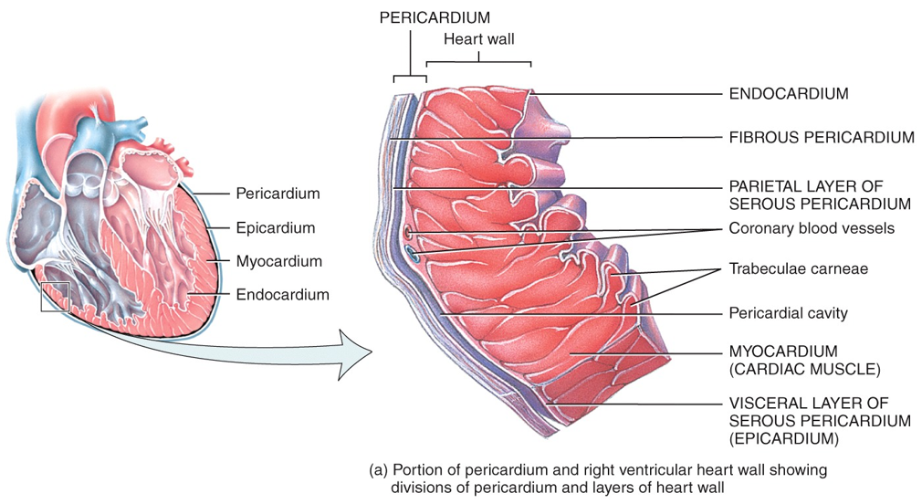 Layers of the Heart Wall