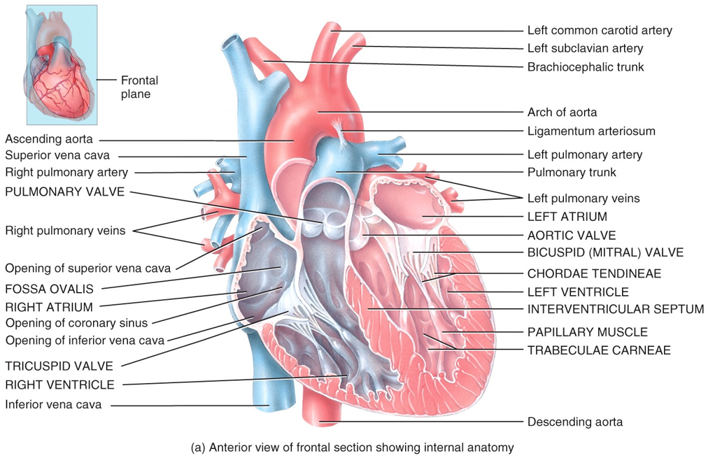 Right Atrium