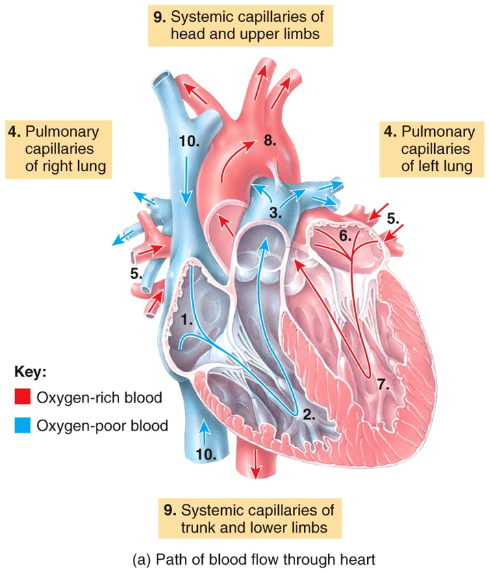 Systemic and Pulmonary Circulations