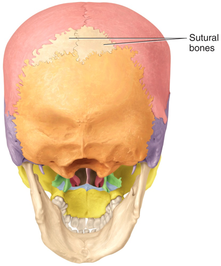 Sutural bones