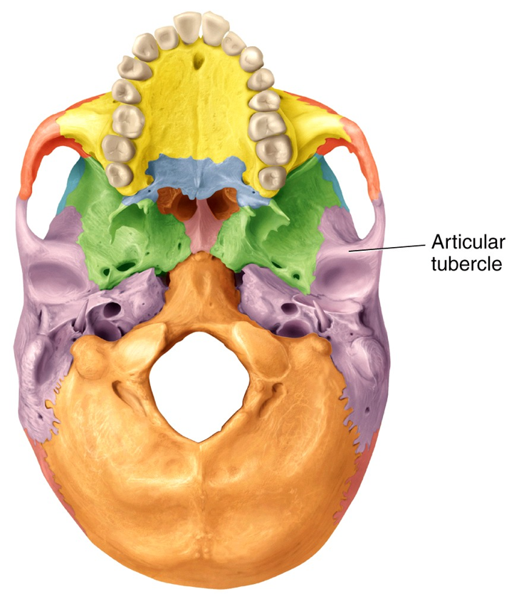 Articular Tubercle