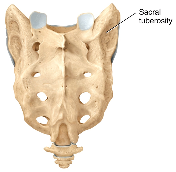 Sacral Tuberosity