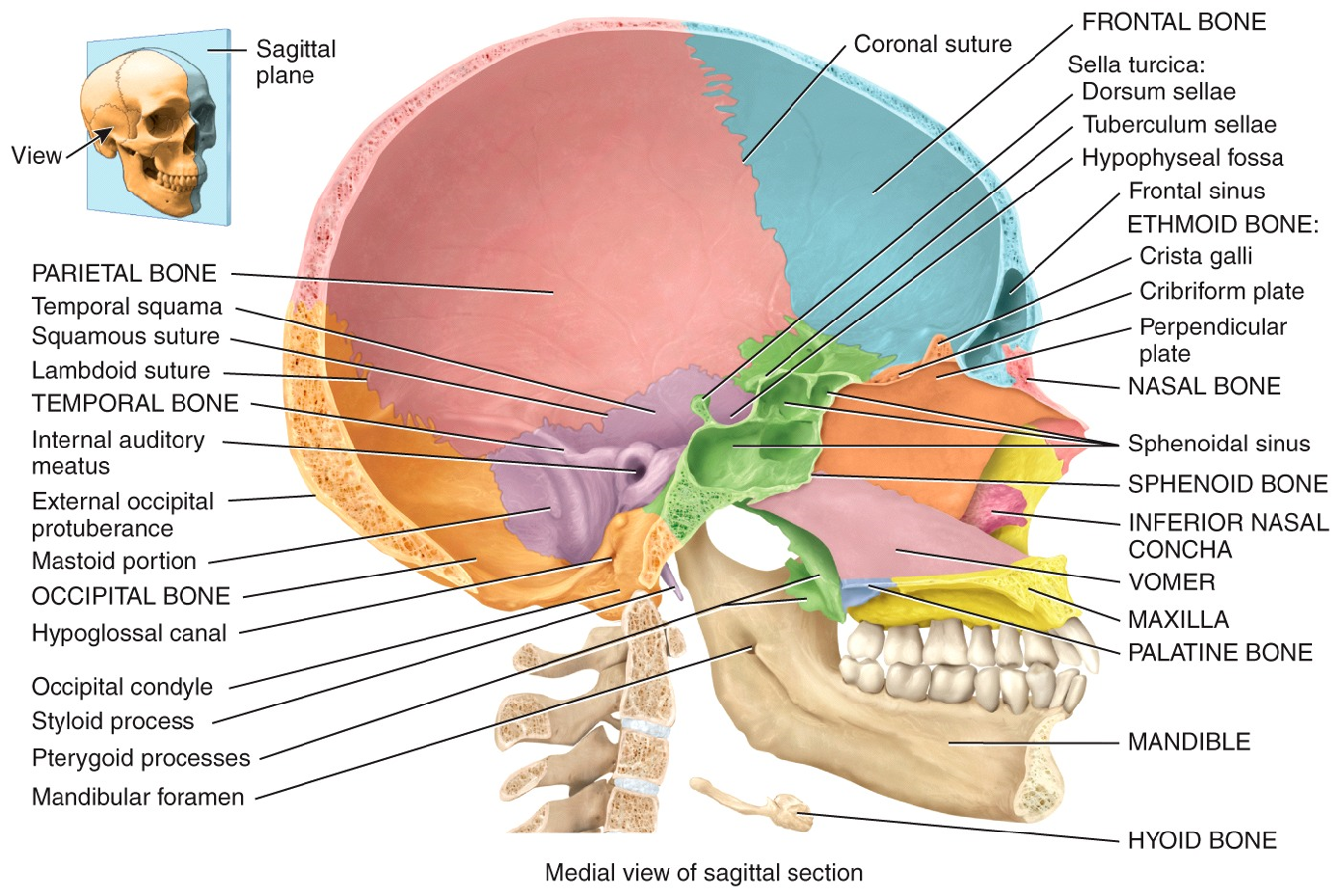 Medial view of sagittal section