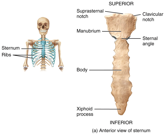 Anterior view of sternum