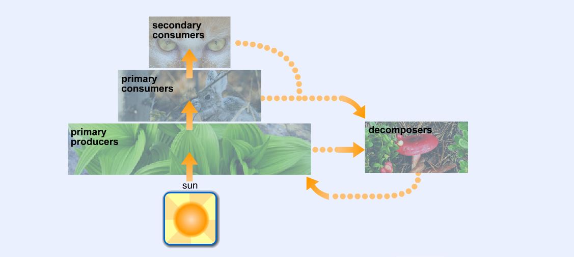 Basic Chart of Food Chain