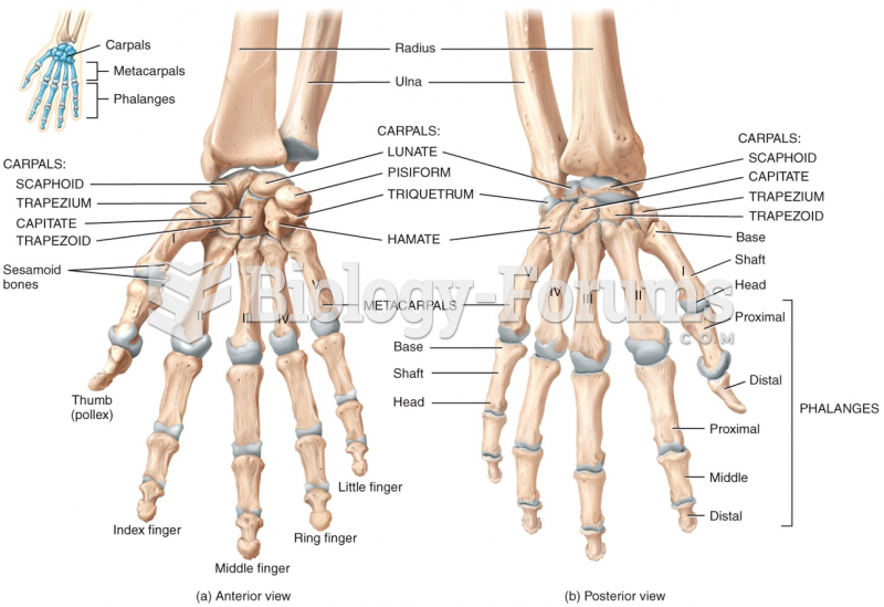 Anterior and posterior view of the phalanges