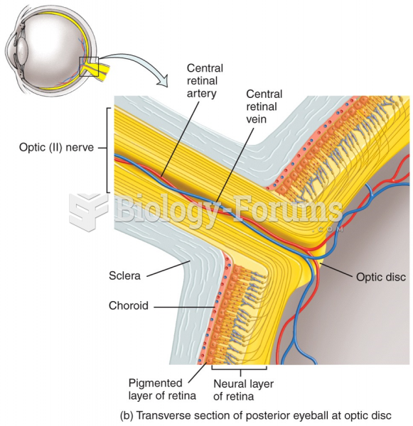 Transverse section of posterior eyeball at optic disc