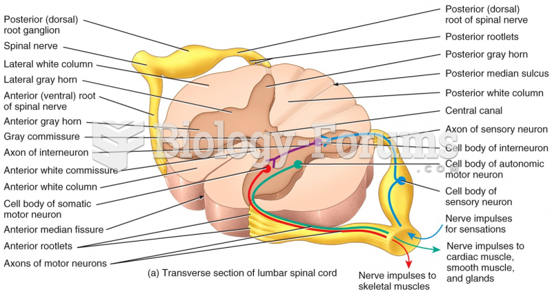 Internal Anatomy of the Spinal Cord