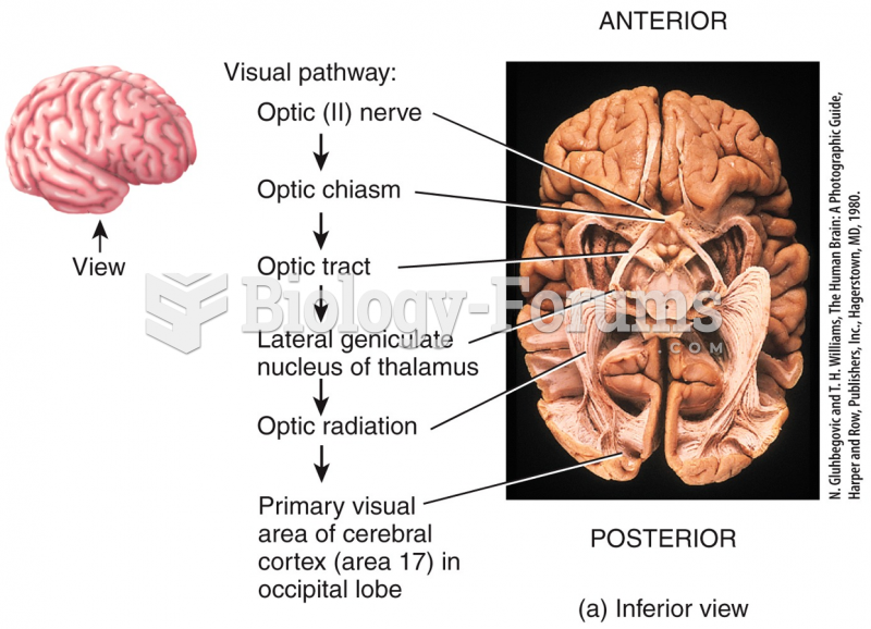 The neural pathway for vision