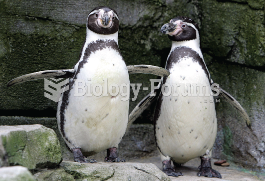 Homosexuality in Penguins