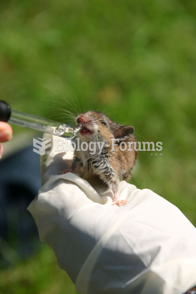 White footed mouse (Peromyscus leucopus)