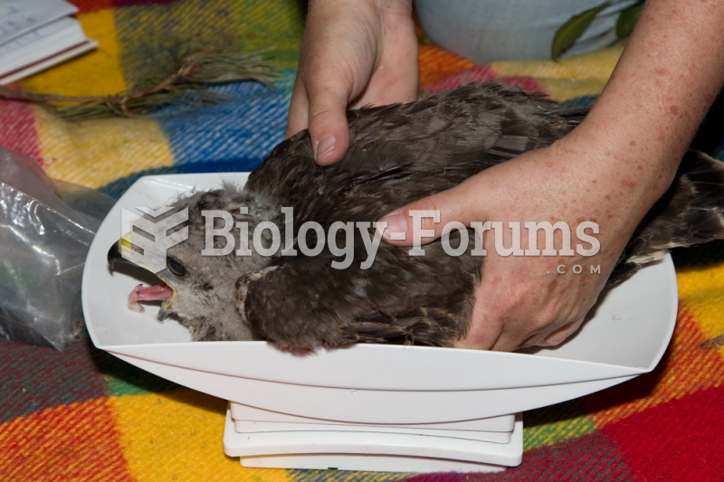 Juvenile buzzard being weighed for research