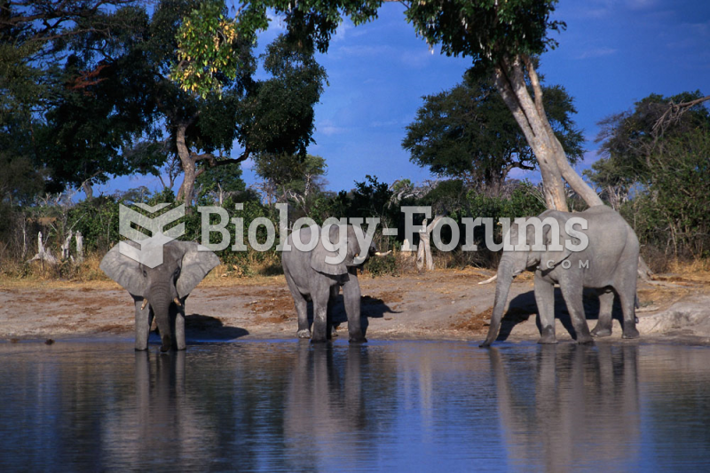 Elephant herd drinking at water hole. Botswana